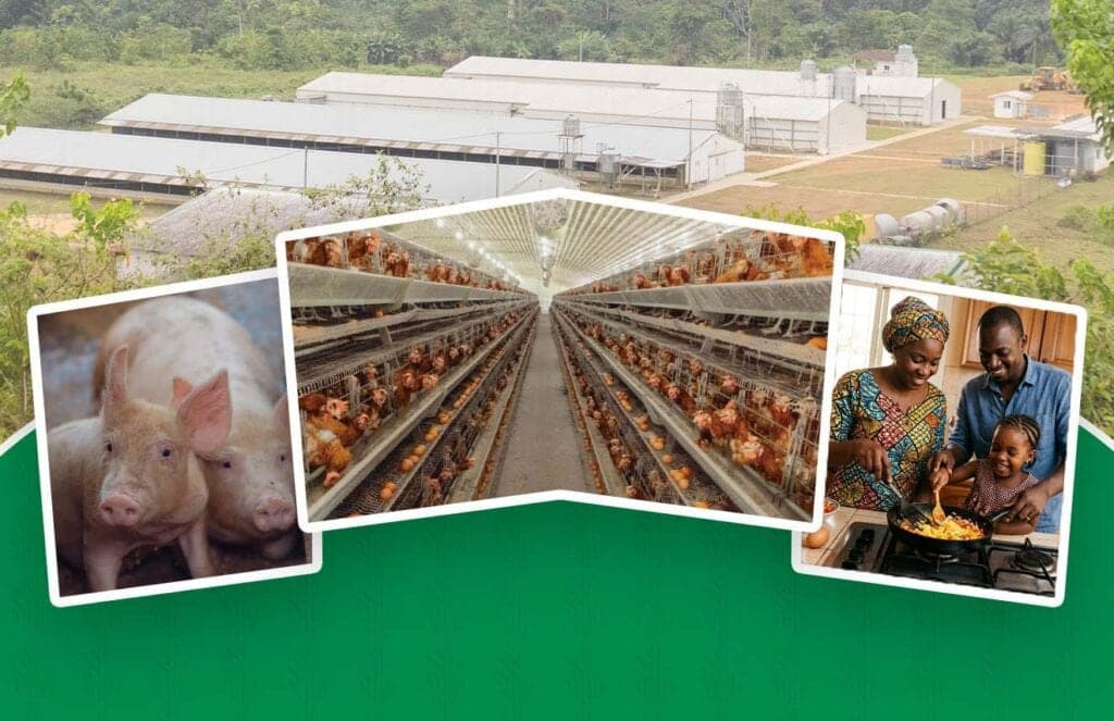 Élevages et produits SOGADA au Gabon